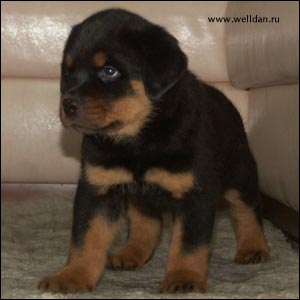 rottweiler puppy Rotti's Allyans Vico