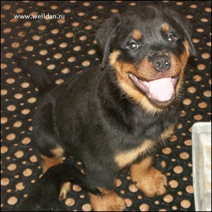 rottweiler puppy Rotti's Allyans Vico