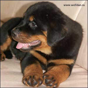 rottweiler puppy Rotti's Allyans Vico
