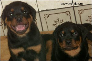 rottweiler puppy Rotti's Allyans Vico