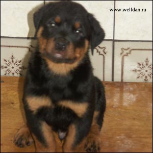 rottweiler puppy Rotti's Allyans Vico