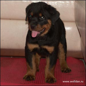 rottweiler puppy Rotti's Allyans Vico