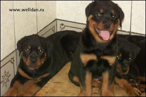 rottweiler puppy Rotti's Allyans Vico