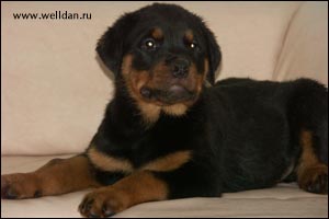 rottweiler puppy Rotti's Allyans Vico