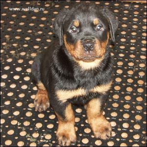 rottweiler puppy Rotti's Allyans Vico