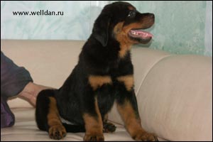 rottweiler puppy Rotti's Allyans Vico