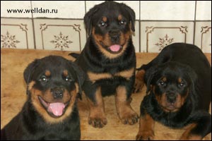 rottweiler puppy Rotti's Allyans Vico