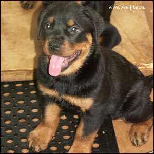 rottweiler puppy Rotti's Allyans Vico