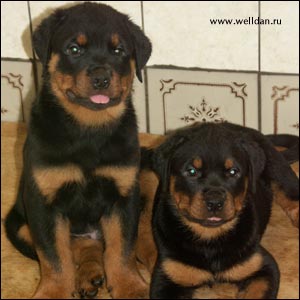 rottweiler puppy Rotti's Allyans Vico