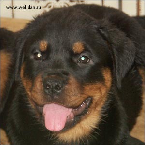 rottweiler puppy Rotti's Allyans Vico