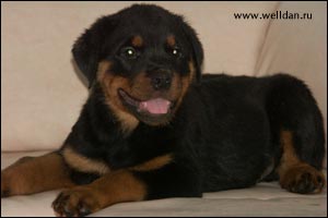 rottweiler puppy Rotti's Allyans Vico