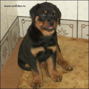 rottweiler puppy Rotti's Allyans Vico