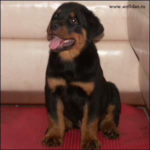 rottweiler puppy Rotti's Allyans Vico