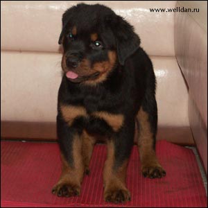 rottweiler puppy Rotti's Allyans Vico