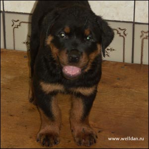 rottweiler puppy Rotti's Allyans Vico