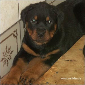 rottweiler puppy Rotti's Allyans Vico