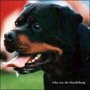 rottweiler Aika von der Mandelburg