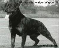 rottweiler Aki vom Schwaiger Wappen II