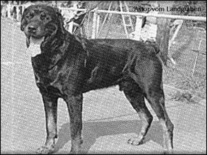 rottweiler Astor vom Landgraben