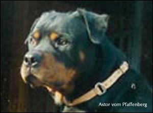 rottweiler Astor vom Pfaffenberg