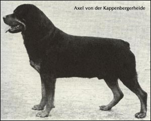 rottweiler Axel von der Kappenberger Heide