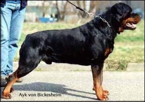rottweiler Ayk von Bickesheim
