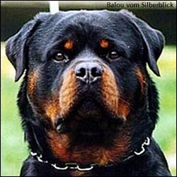 Rottweiler Balou vom Silberblick