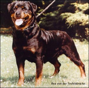 rottweiler Bea von der Teufelsbrücke