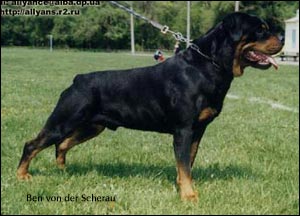 rottweiler Ben von der Scherau