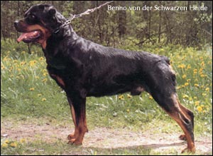 rottweiler Benno von der Schwarzen Heide