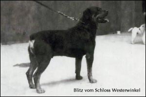 rottweiler Blitz vom Schloss Westerwinkel