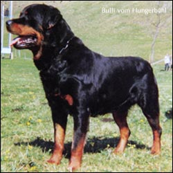 rottweiler Bulli vom Hungerbühl