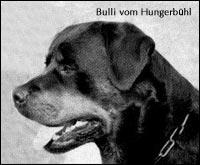 Bulli vom Hungerbühl