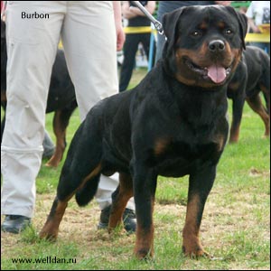 rottweiler Burbon Pride of Beau Monde