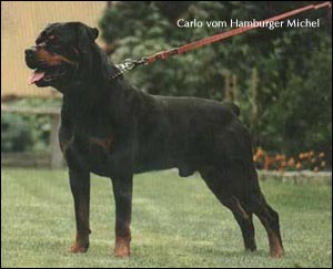 rottweiler Carlo vom Hamburger Michel