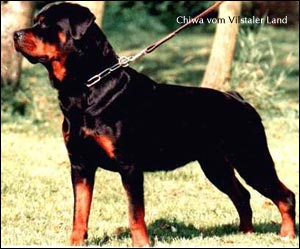 rottweiler Chiwa vom Vilstaler Land