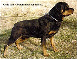 rottweiler Chris vom Obergrombacher Schloss