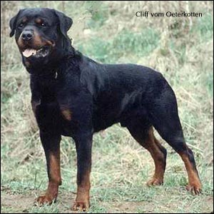 rottweiler Cliff vom Oeterkotten