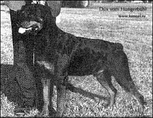 rottweiler Dux vom Hungerbühl