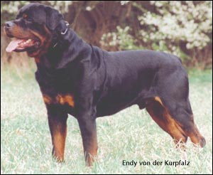 rottweiler Endy von der Kurpfalz