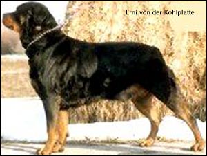 rottweiler Erni von der Kohlplatte