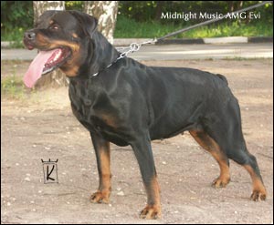 Rottweiler Midnight Music AMG Evi