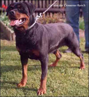 rottweiler Evi von der Crossener Ranch