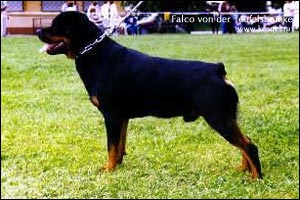 ротвейлер Falco von der Teufelsbrücke