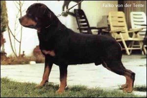 rottweiler Falko von der Tente