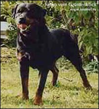 rottweiler Falko vom Grüntenblick