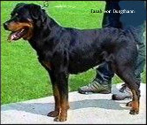 rottweiler Farah von Burgthann