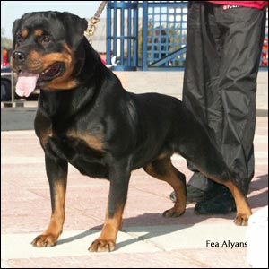 rottweiler Fea Alyans