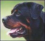 Rottweiler Rottriver's Gaston