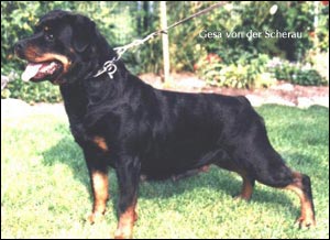 rottweiler Gesa von der Scherau